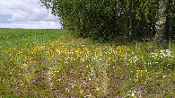 #12: Flowers