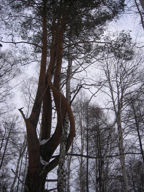 Twisted trees: four trunks of one pine tree interlaced with each other and the birch one