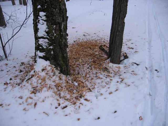 Trace of woodpecker's work under the tree