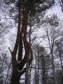 #10: Twisted trees: four trunks of one pine tree interlaced with each other and the birch one