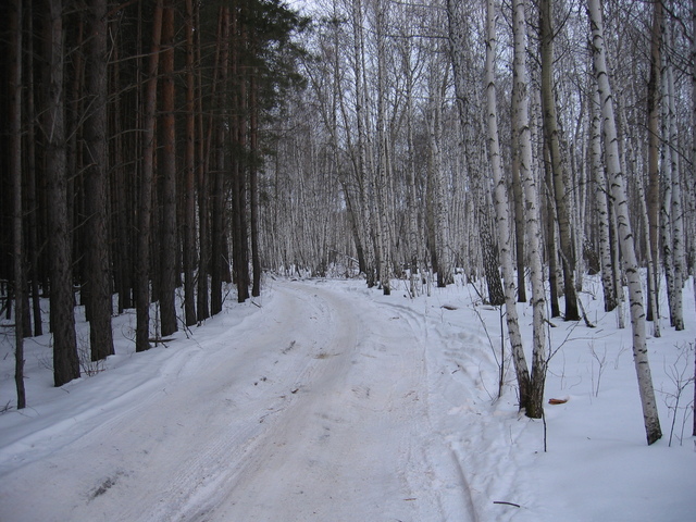 On our way to the next confluence. The road between two provinces, Kurganskaya & Sverdlovskaya oblast's. We are at the very border. To the left of the border road - pine-trees of Sverdlovskaya oblast', to the right - birches of Kurganskaya oblast'