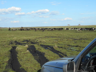 #1: Непролазная грязь в сторону пересечения, только не для коров/Thick mud towards the confluence, impassable for us, not for cows