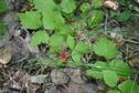 #7: Костяника -- Stone bramble (Rubus Saxatilis)