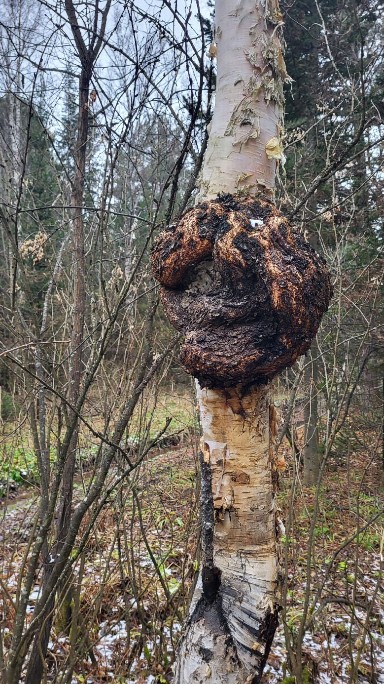 Birch art / произведение на берёзе