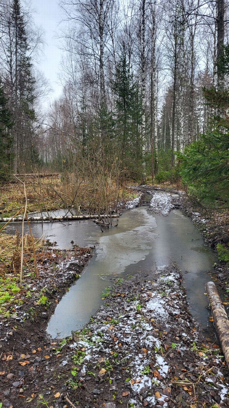 Forest road / дорога в лесу