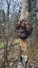 #12: Birch art / произведение на берёзе