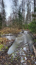 #6: Forest road / дорога в лесу