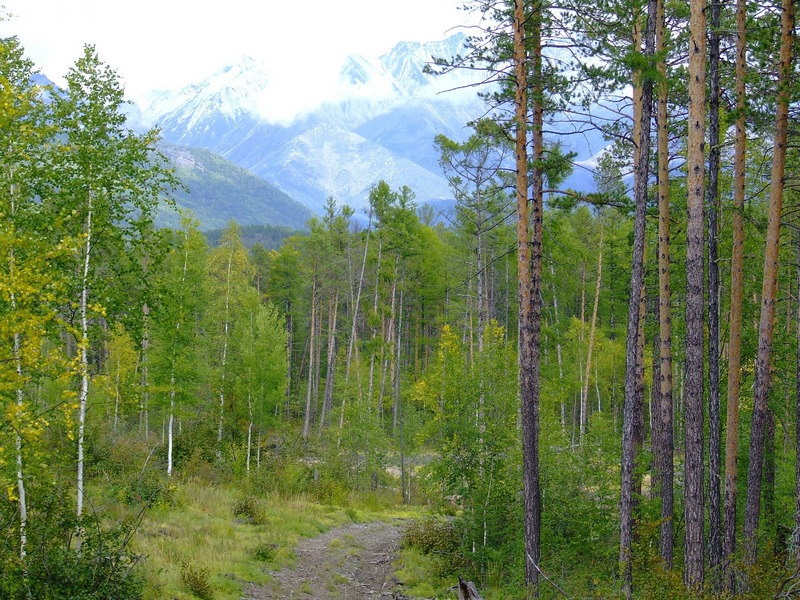 1 km from the confluence point: traces forestry – the Stanowoi Ridge in background