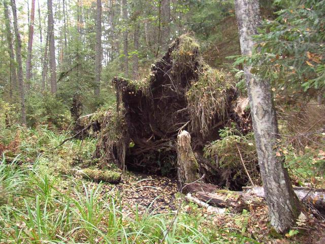 Еловый корч/Fallen fir roots