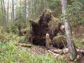 #6: Еловый корч/Fallen fir roots