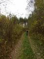 #7: Дорога в осеннем лесу/Autumnal way