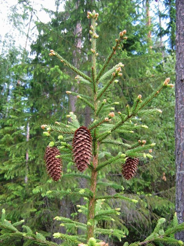 The fertile spruce / Шишки не по размеру