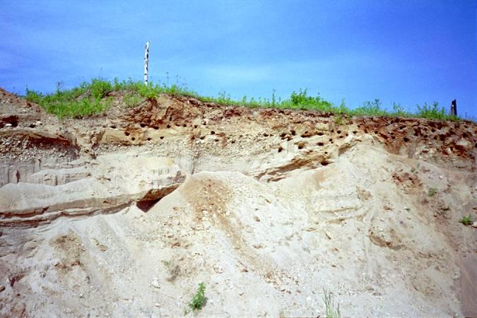 Swallow burrows West of the CP