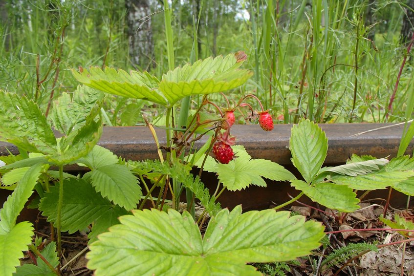 Strawberry on rails / Земляника на рельсах