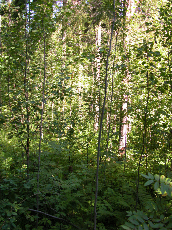 Лес вокруг точки 57°N 47°E/Forest around the confluence