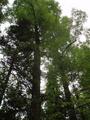 #10: enormous linden trees in the woods