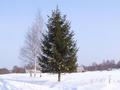 #7: Christmas tree in Russian village