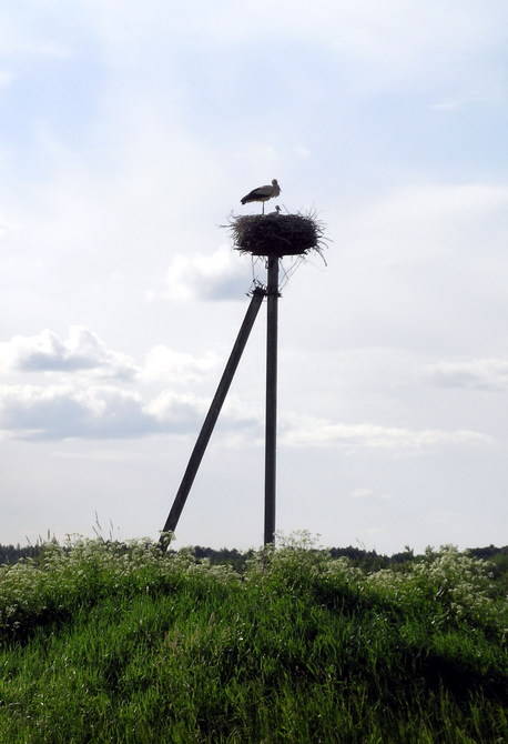 Stork nest in Bol’shoy Zakhod