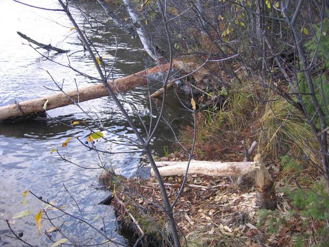A beaver had been gnawing