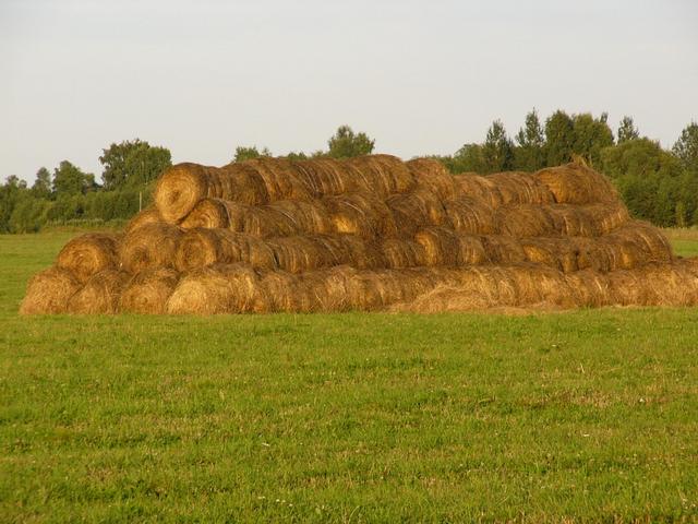Скошенное сено | Hay stacks
