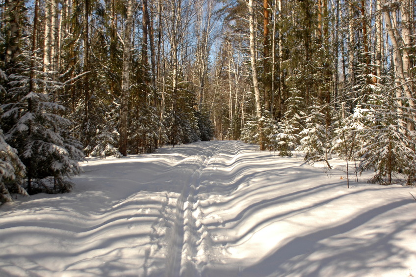 Our ski path in the forest / Наша лыжня в лесу
