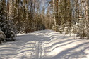 #8: Our ski path in the forest / Наша лыжня в лесу