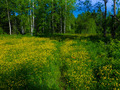 #8: Meadow with flowers / Поле с цветами