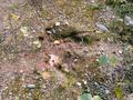 #4: Wild boar's footprint near the railroad
