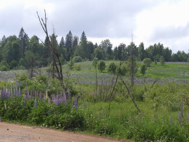 Lupin field along the way