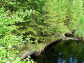 #10: The bridge overgrown by spruces