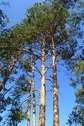 #9: Island pines / Островные сосны