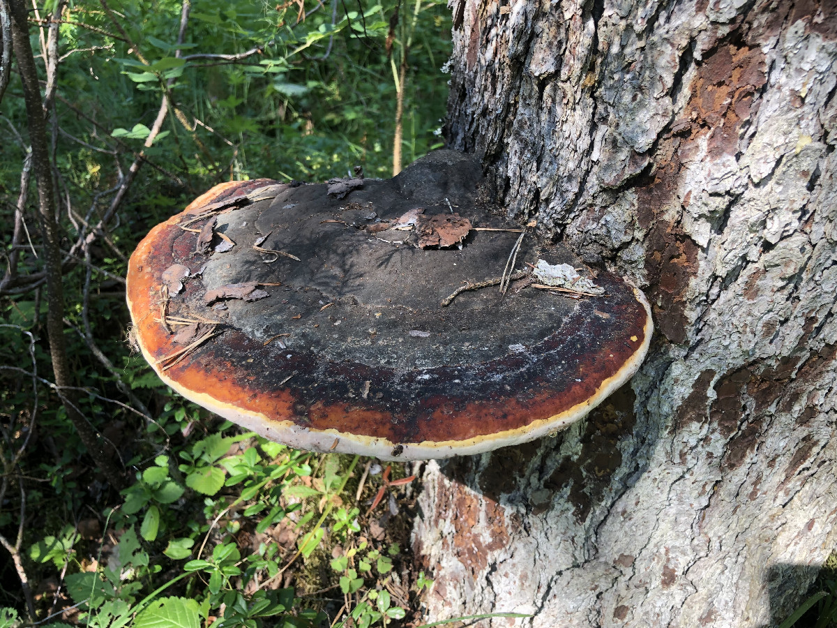 Tree-Mushroom at the Confluence