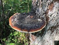 #10: Tree-Mushroom at the Confluence