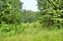 #6: Вход в лес дороги. Точка на востоке в 400 м/Entry to the forest from the road, CP is 400 m to the East