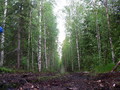 #5: Logger's path to the cp