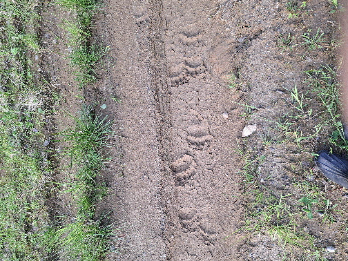 Bear footprints