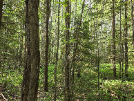 #5: West view