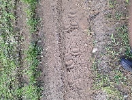 #8: Bear footprints