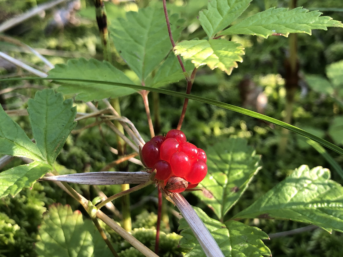 Arctic Raspberry 