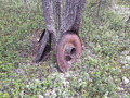 #8: Вросшие в деревья колёса времён ГУЛАГа / Railroad wheels grown into the trees, GULAG time