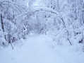 #6: Дорога в зимнем лесу / Winter forest way