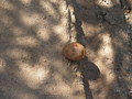 #9: Mushroom in the middle of the road - close up view