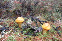 #11: Mushrooms in the forest