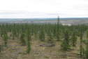 #11: View of the Taiga from above