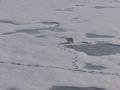 #6: Polar bear in the bay near Sedov station