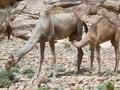 #6: Camels grazing close by