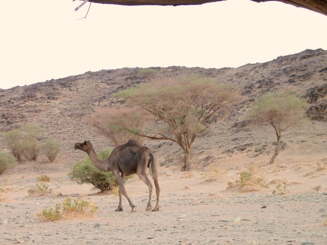 Camel – Somehow the camels eke out an existence in these barren lands.