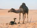 #6: A new born in the middle of the desert.