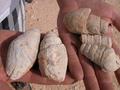 #3: More fossils...