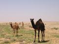 #5: Some good-looking camels that we encountered.